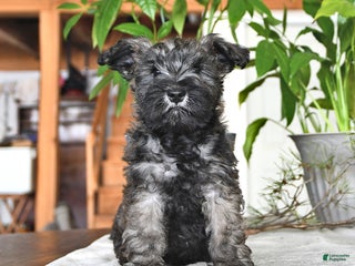 Miniature Schnauzer dogs Derek - Ad 35