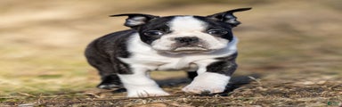 Mackey Boston Terrier Puppy 