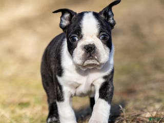 Boston Terrier dogs Mackey Boston Terrier Puppy - Ad 4