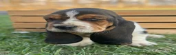 Basset Hound dogs for sale: Oscar - Ad 12