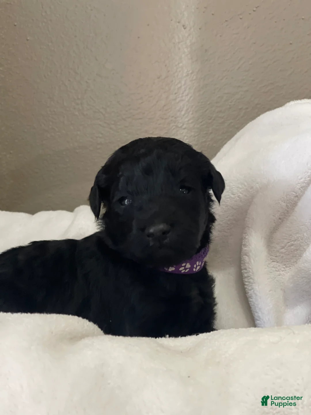 Goldendoodle dogs for sale:  Purple Collar Female - Ad 1