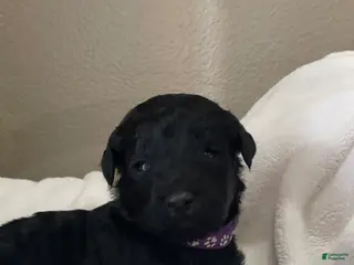 Goldendoodle dogs Purple Collar Female - Ad 17