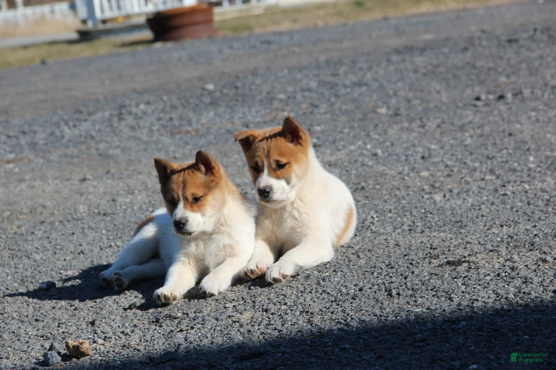 Mixed Breed dogs for sale: Fraser - Ad 23