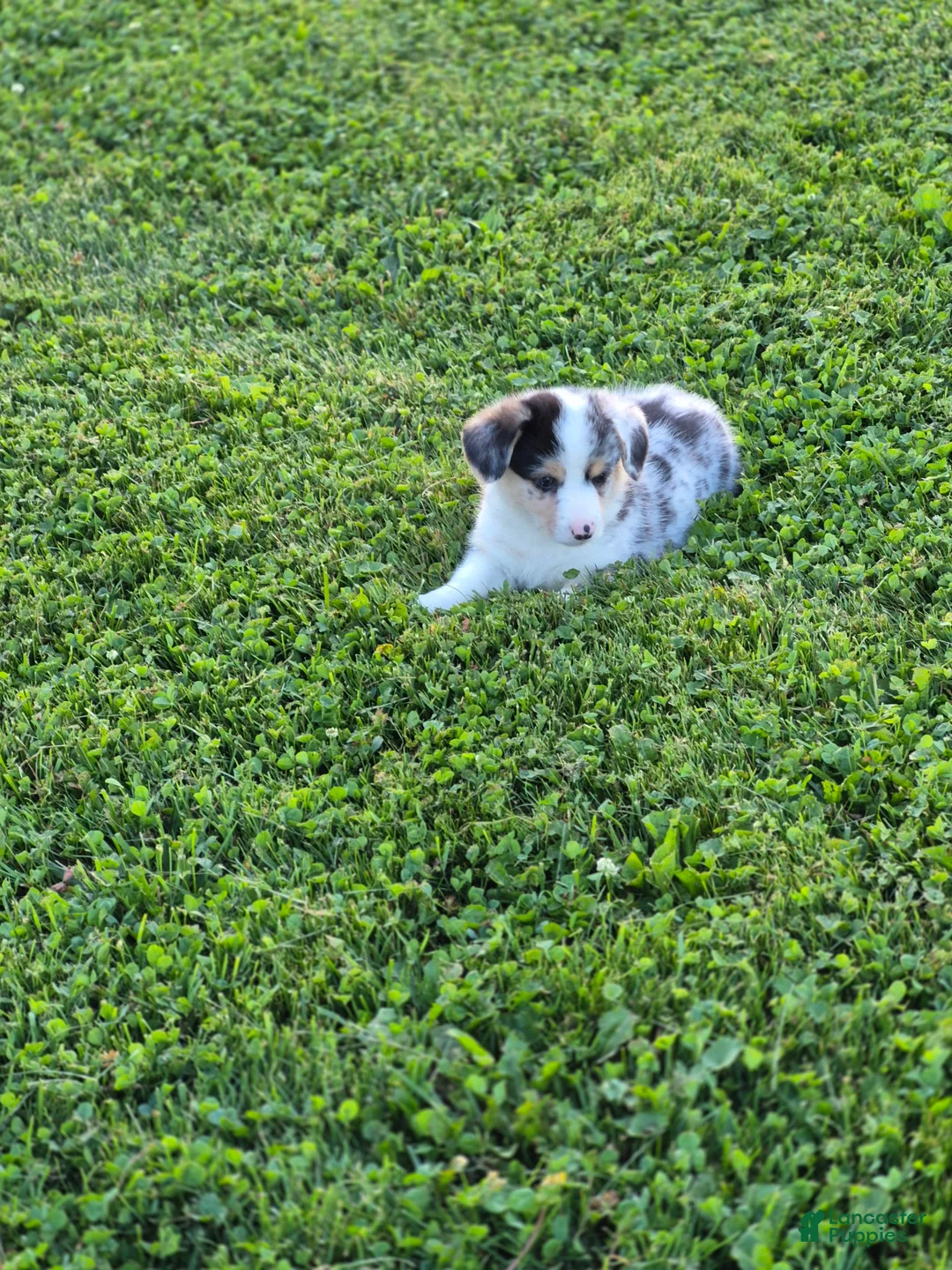 Welsh Corgi Pembroke dogs for sale: Pebbles - Ad 2