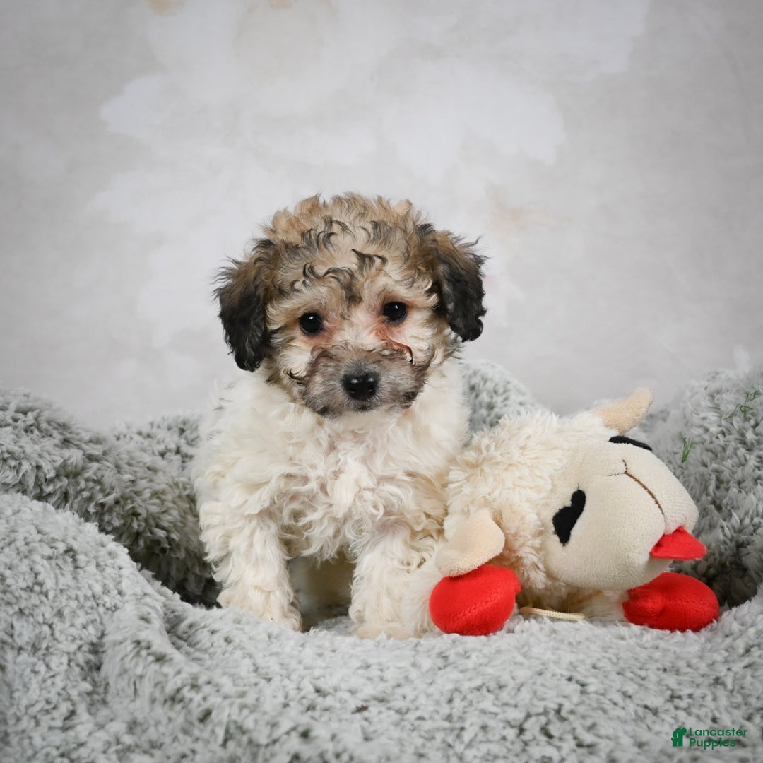 Bichpoo dogs for sale: Brady - Ad 7