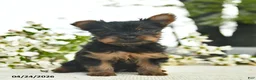 Yorkshire Terrier dogs for sale: Murtle  - Ad 4