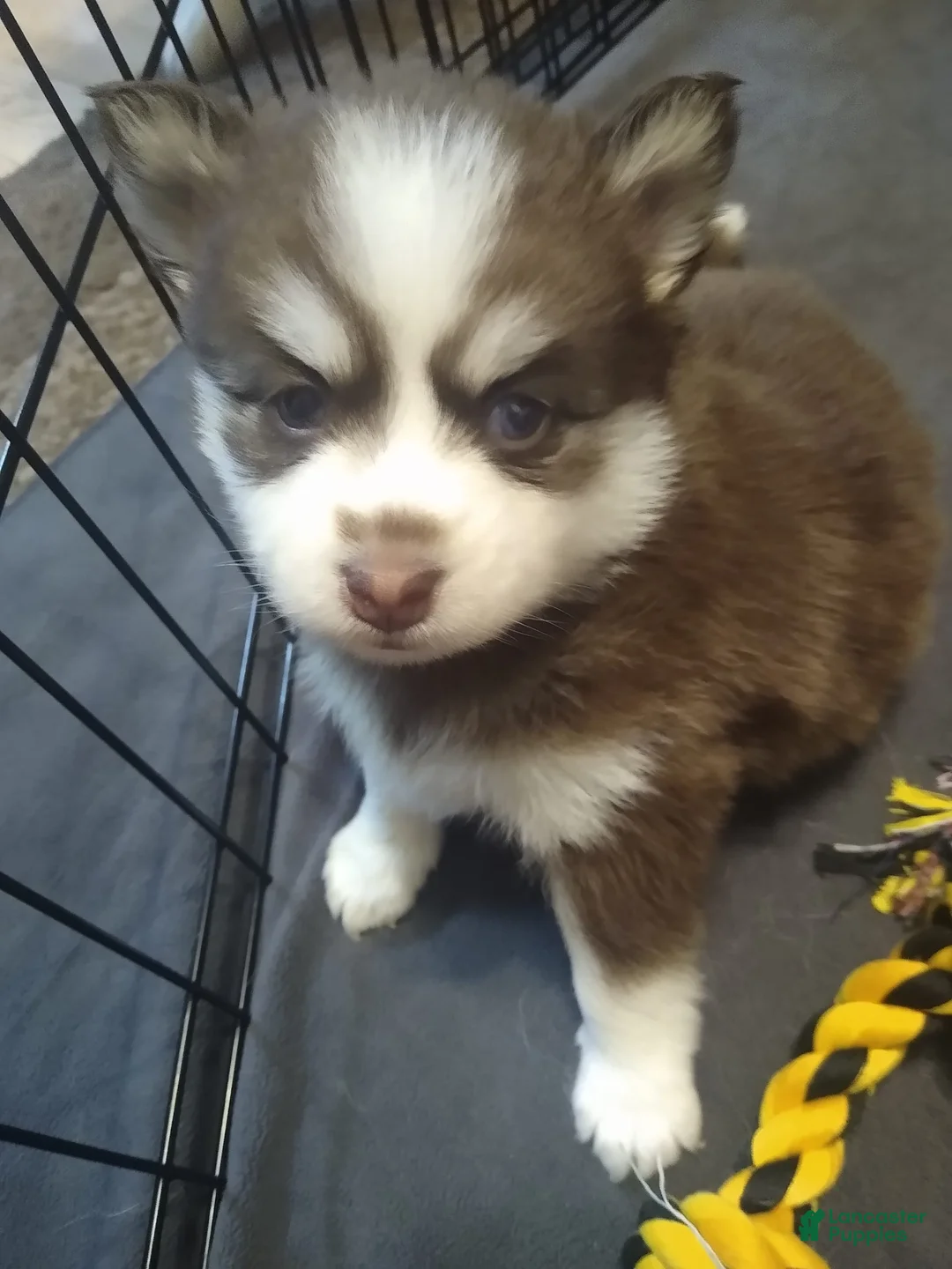 Gallery Image {{count}}