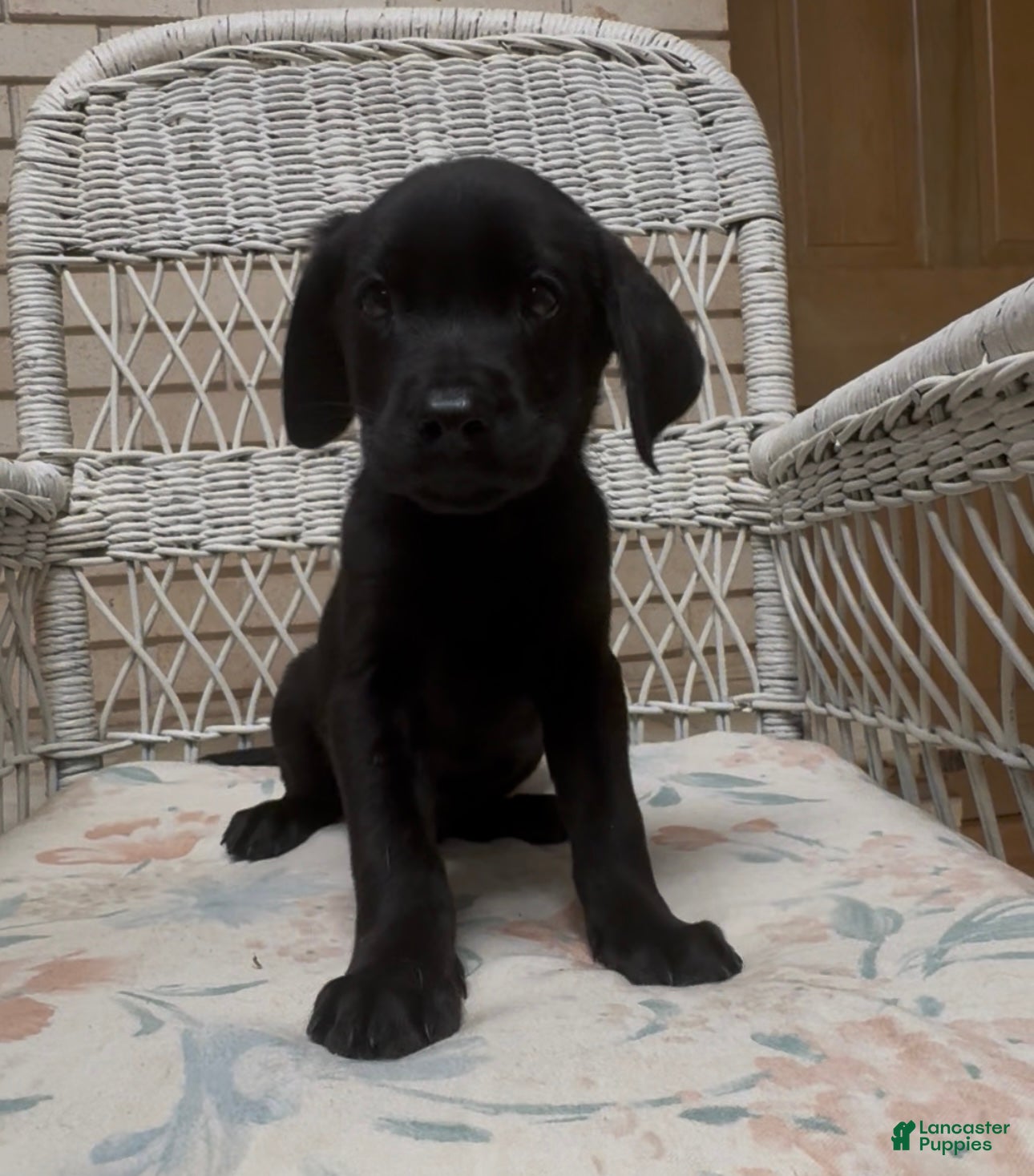 Labrador Retriever dogs for sale: Labrador Retriever Jackie - Ad 19