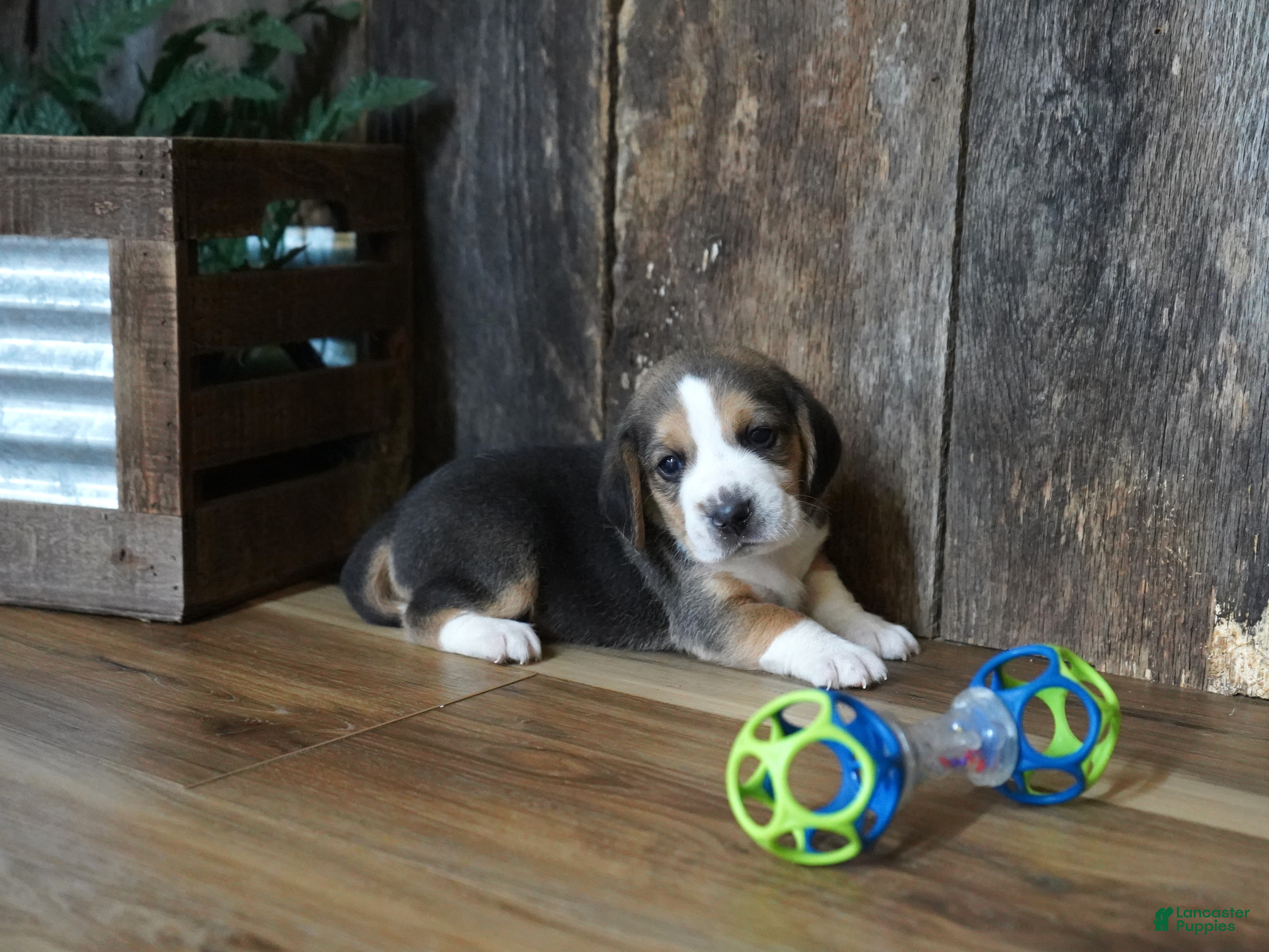 Beagle dogs Sampson - Ad 42