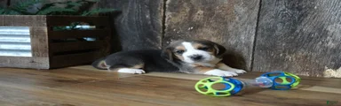 Sampson