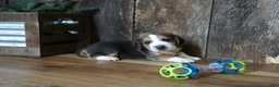 Beagle dogs for sale: Sampson - Ad 1