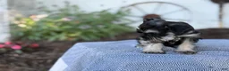 Miniature Schnauzer dogs for sale: Trixy - Ad 12