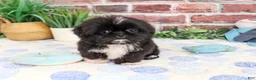 Shih Tzu dogs for sale: Manny - Ad 3