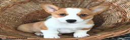 Welsh Corgi Pembroke dogs for sale: Rosie  - Ad 3