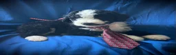 Sheepadoodle dogs for sale: Sheepadoodle Puppy 4 - Ad 2