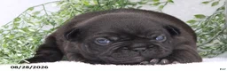 French Bulldog dogs for sale: Darcy - Ad 4