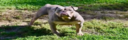 Mixed Breed dogs for sale: Mixed Breed 1 - Ad 3