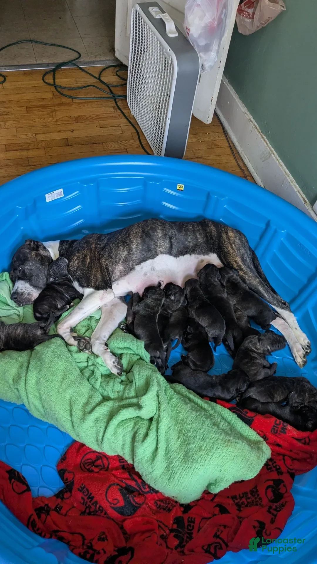 Presa Canario dogs for sale: Presa Canario 12 - Ad 2