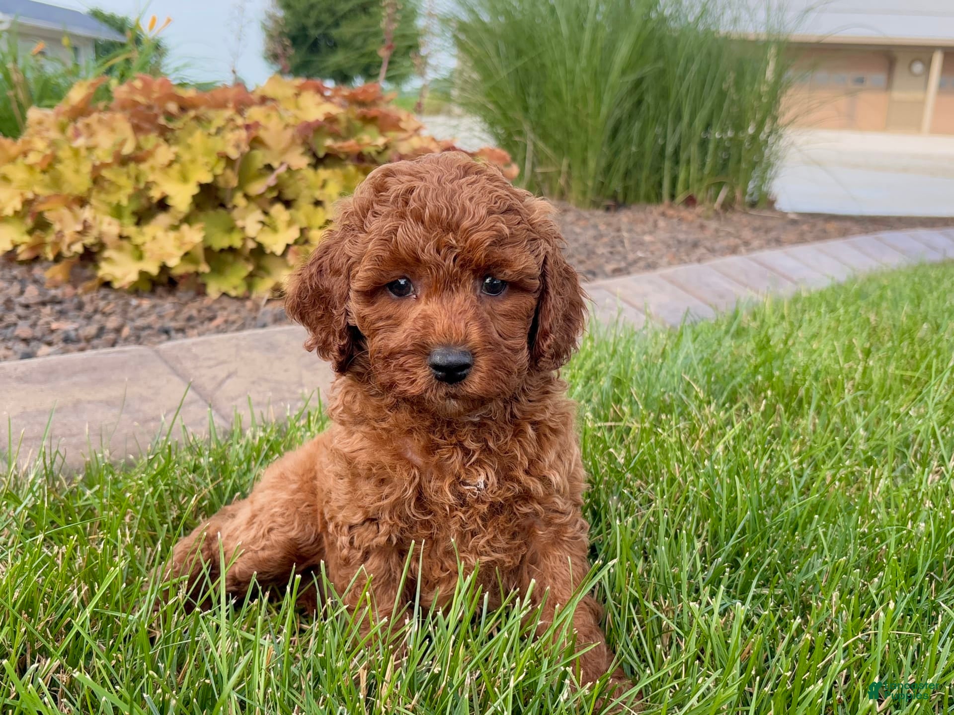 Cavapoo dogs Charlie - Ad 38