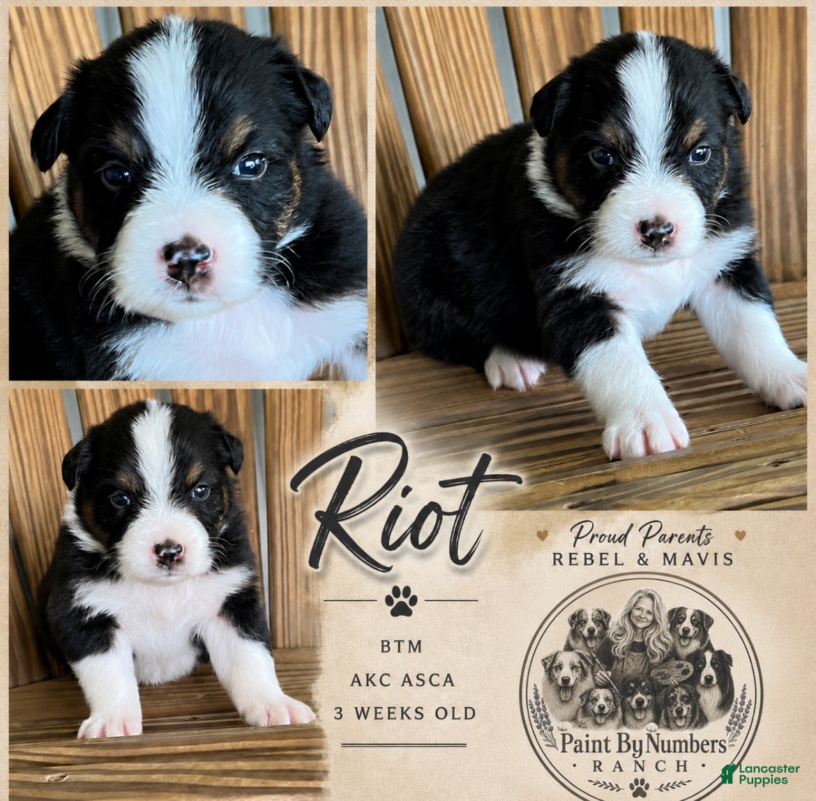 Australian Shepherd dogs Riot - Ad 3