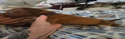 Bullmastiff dogs for sale: Purple Female - Ad 3
