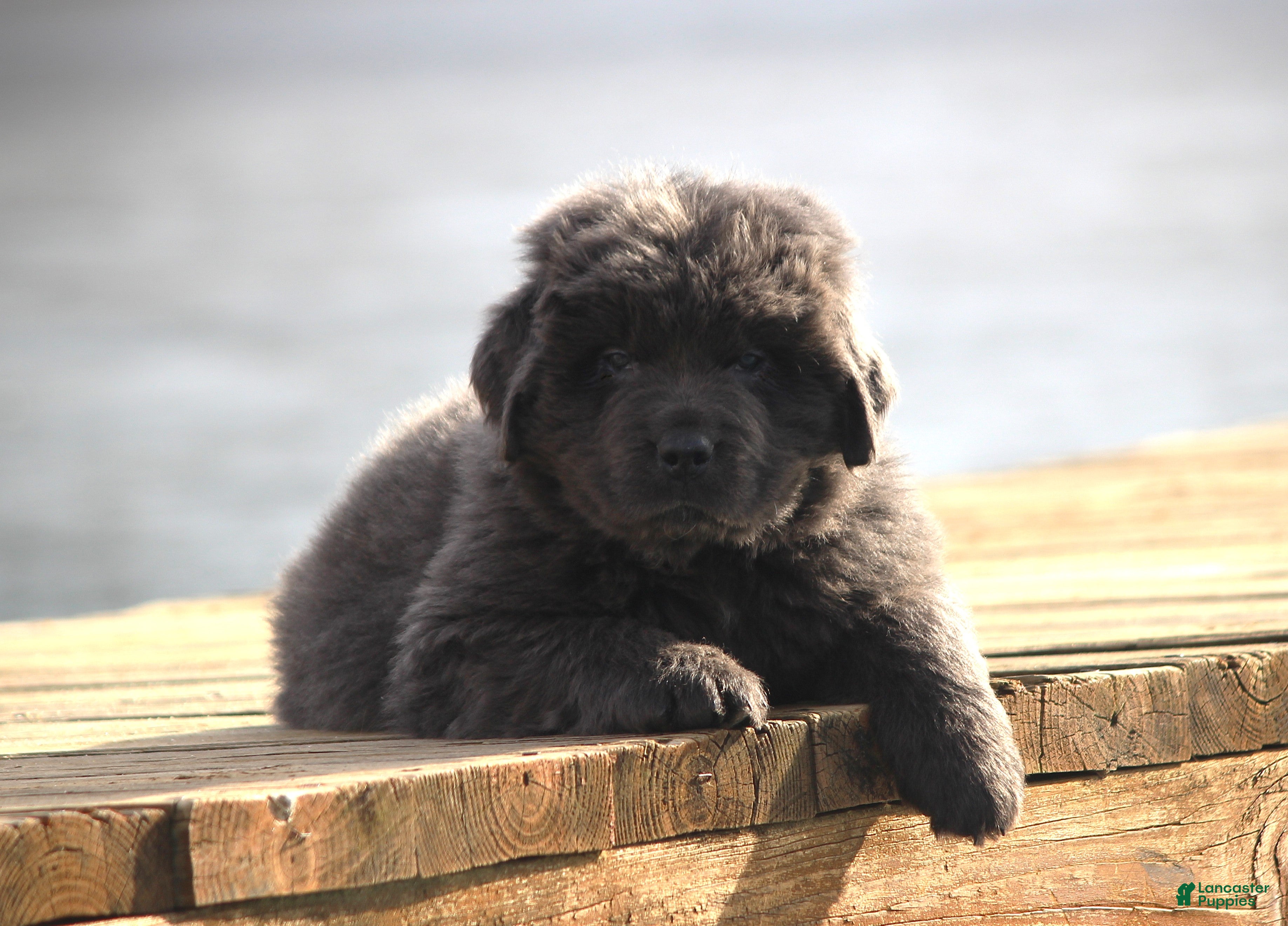 Newfoundland dogs Tess - Ad 39
