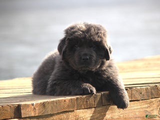 Newfoundland dogs Tess - Ad 39