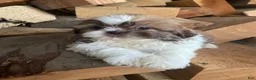 Shih Tzu dogs for sale: Emma - Ad 5