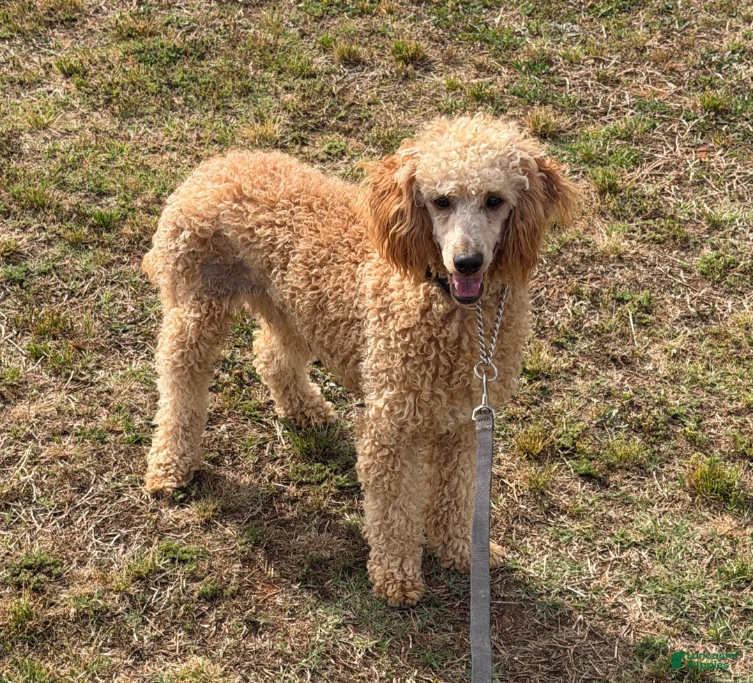 Miniature Poodle dogs for sale: Ben - Ad 4