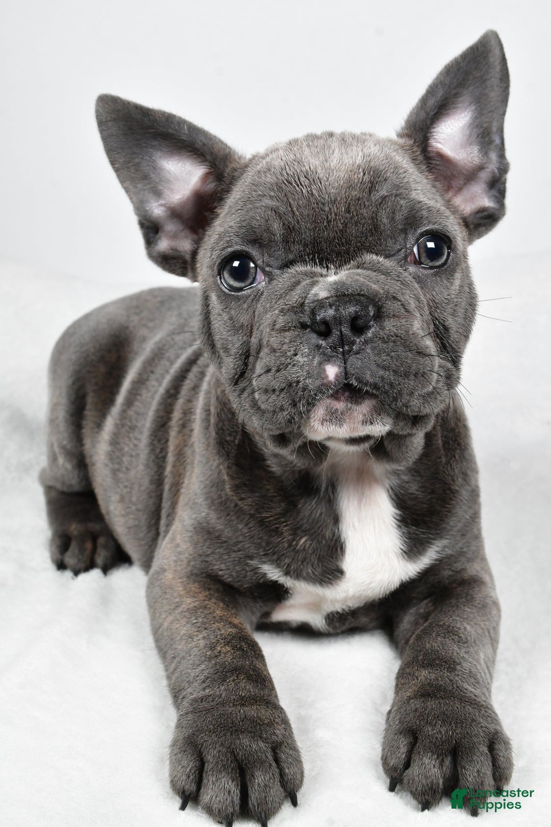 Mixed Breed dogs for sale: Reuben - Ad 3