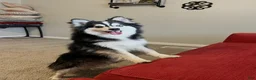 Alaskan Klee Kai dogs for sale: Alaskan Klee Kai 1 - Ad 3