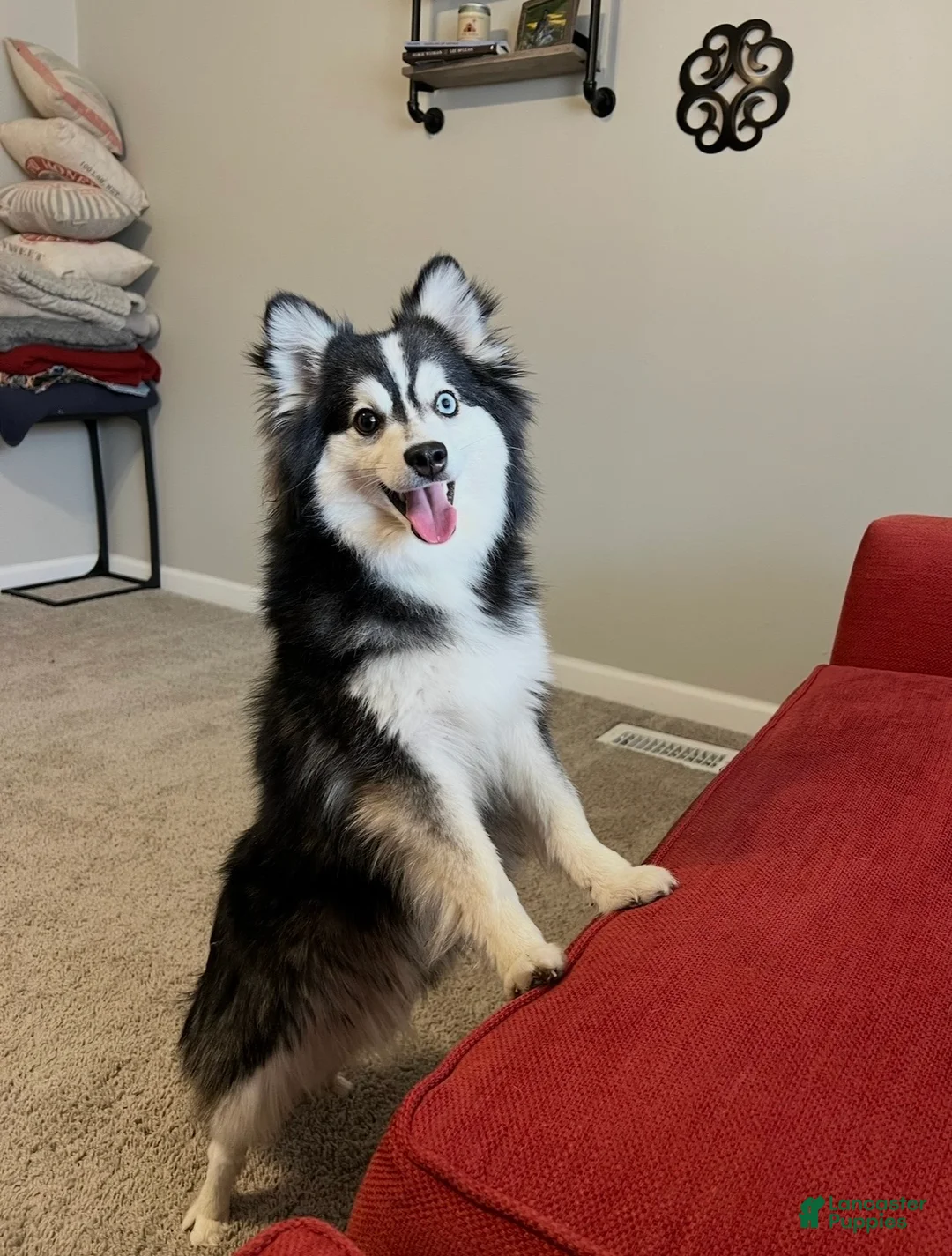 Alaskan Klee Kai dogs for sale: Alaskan Klee Kai 1 - Ad 3