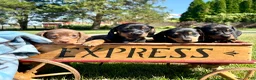 Dachshund dogs for sale: Toby❤️AKC Registered🐾Text for a playdate - Ad 3