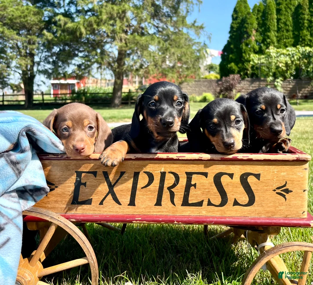 Dachshund dogs for sale: Toby❤️AKC Registered🐾Text for a playdate - Ad 3