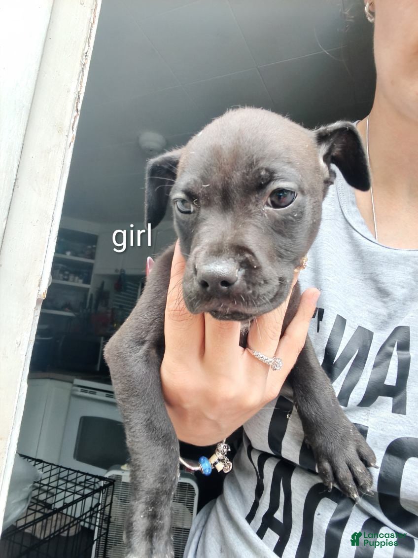 Mixed Breed dogs Mixed Breed 6 - Ad 9