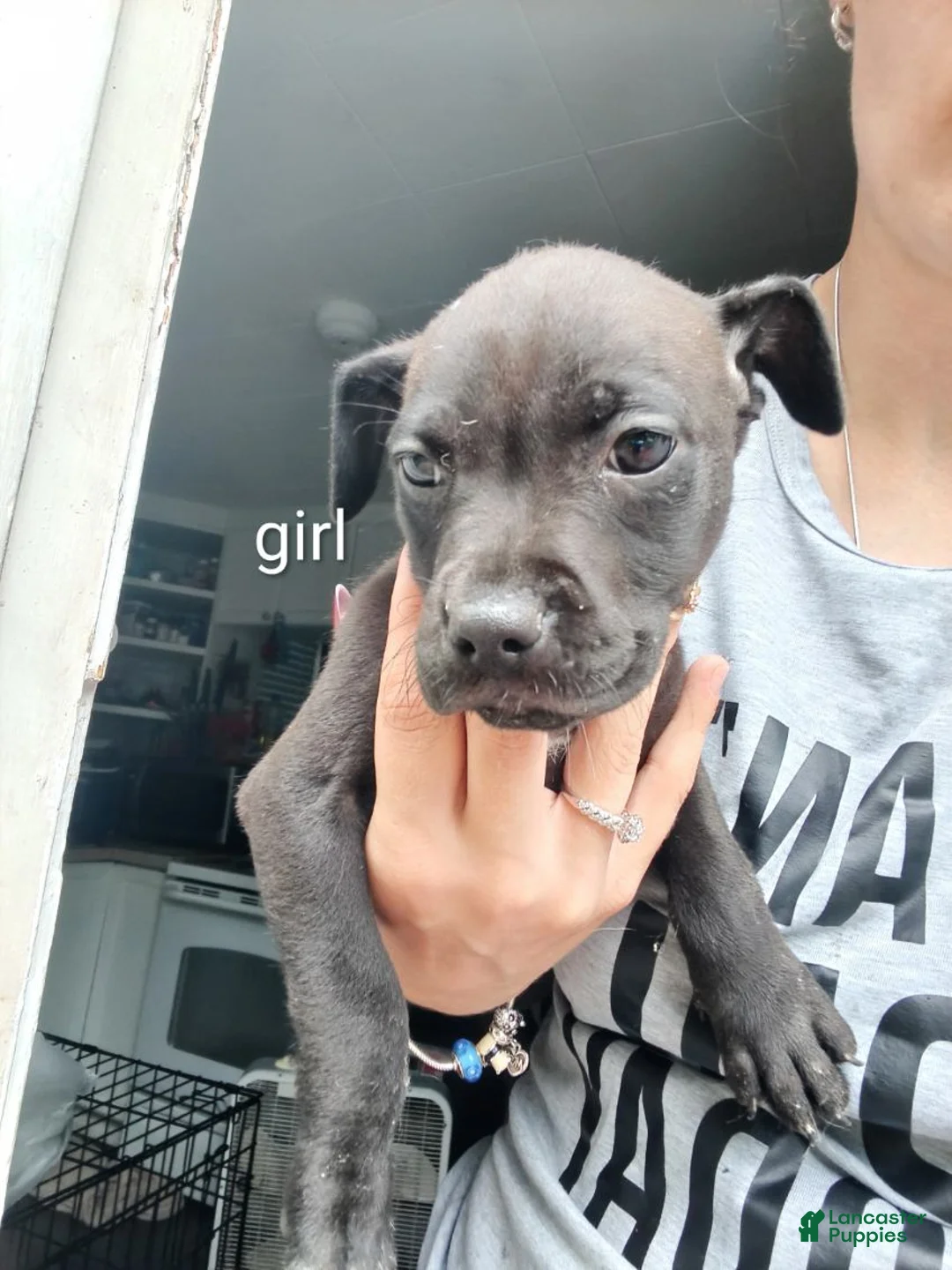 Mixed Breed dogs for sale: Mixed Breed 6 - Ad 1