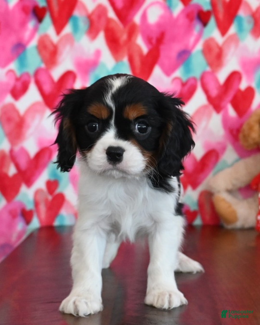 Cavalier King Charles Spaniel dogs for sale: Carl - Ad 3