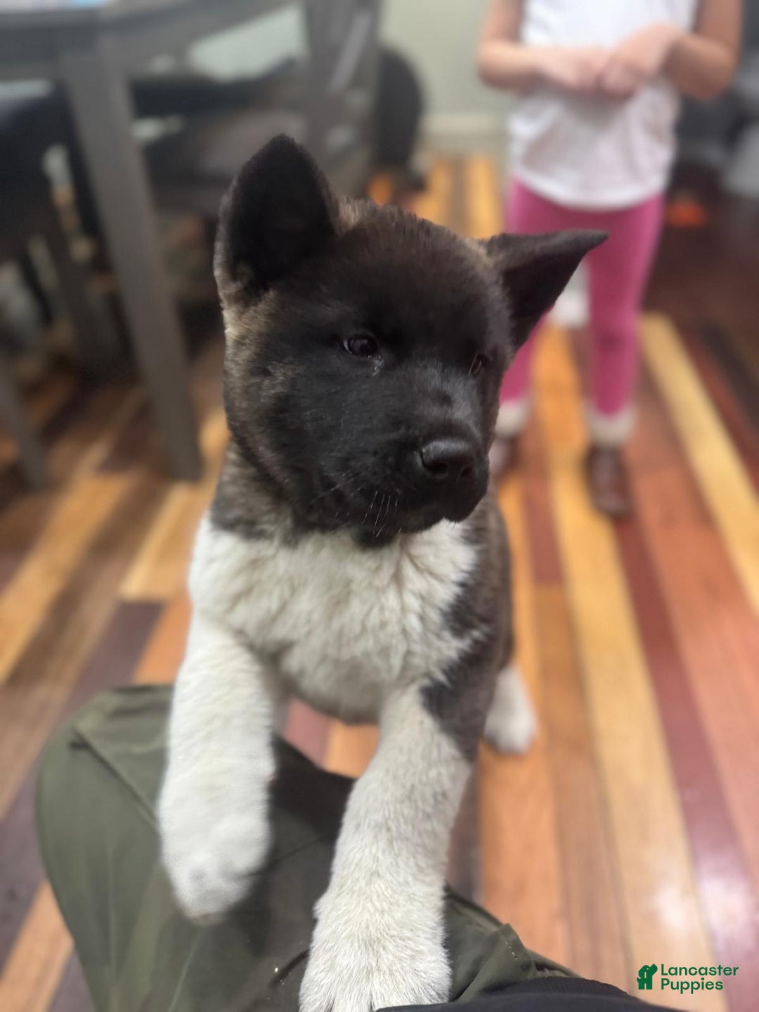 Akita dogs for sale: Akita Puppy 1 - Ad 1