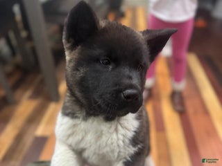Akita dogs Akita Puppy 1 - Ad 36