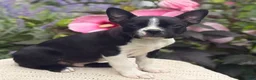 Boston Terrier dogs for sale: Sawyer - Ad 3