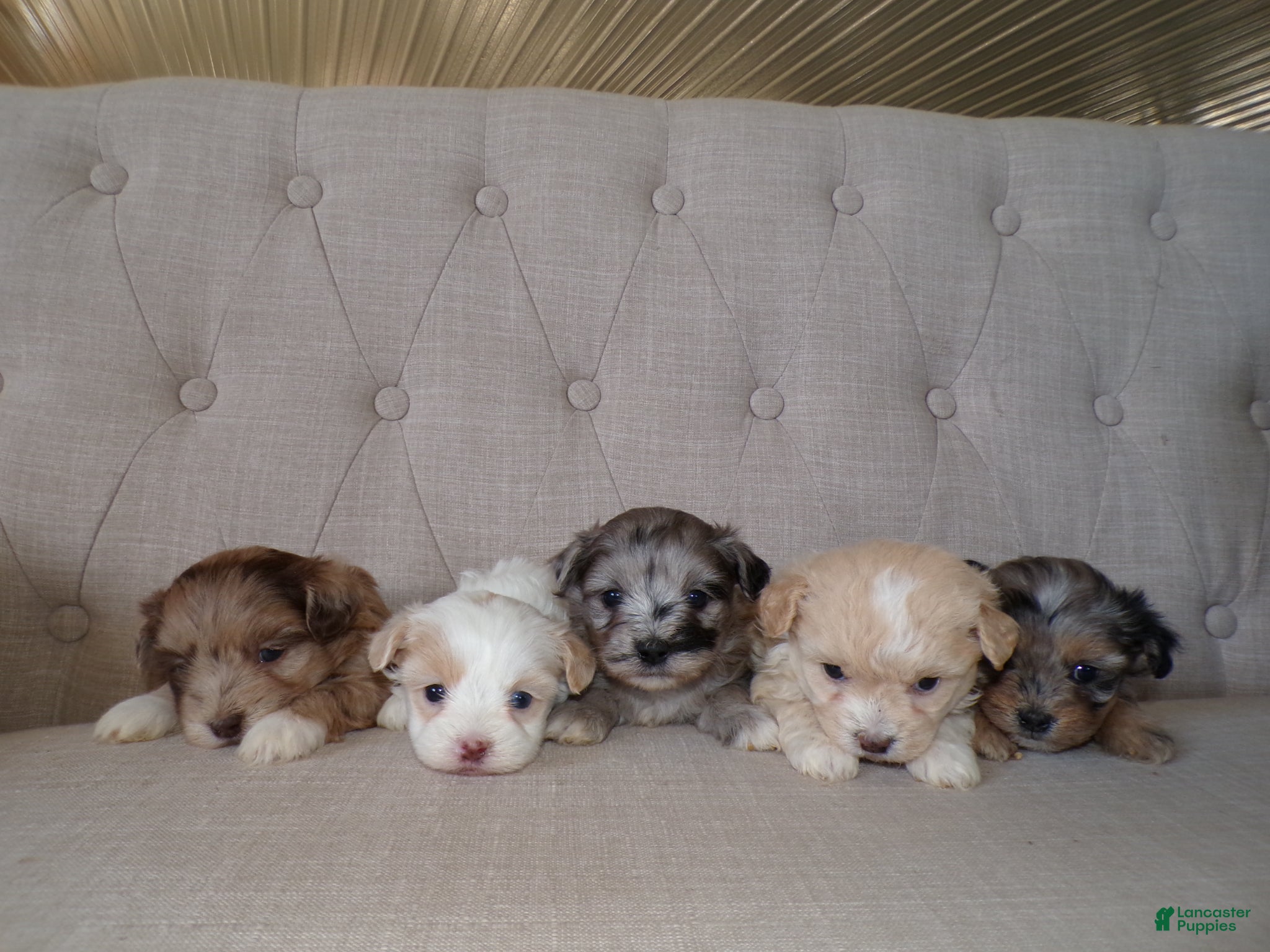 Shihpoo dogs Piper - Ad 2