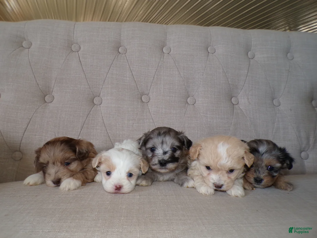 Shihpoo dogs for sale: Poppy - Ad 4