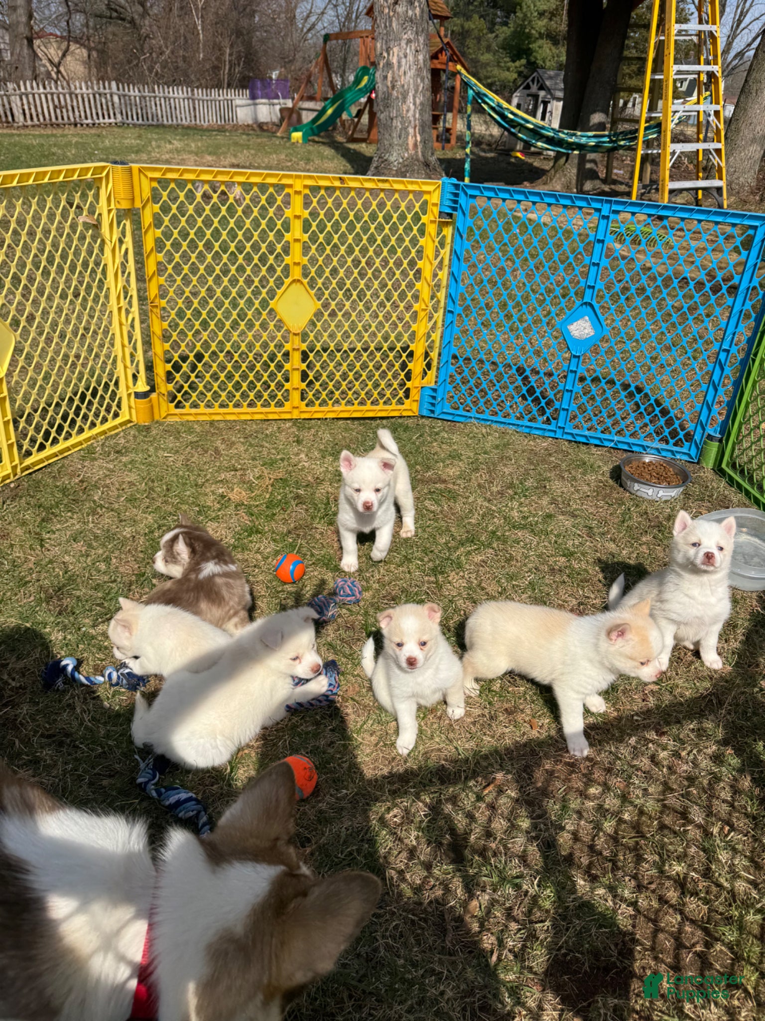 Pomsky dogs Pomsky Puppy 4 - Ad 33