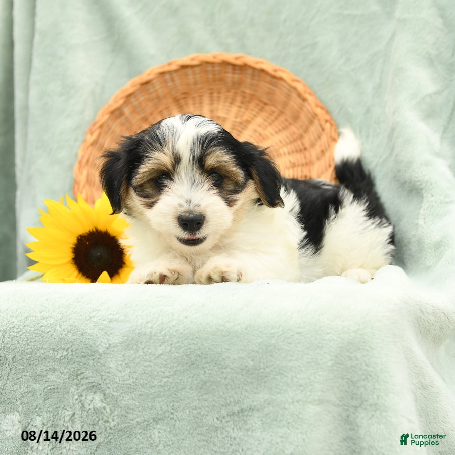 Havanese dogs Biscuit - Ad 1