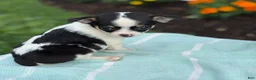 Chihuahua dogs for sale: Tiny - Ad 16