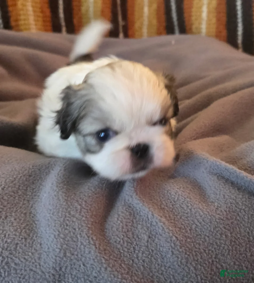 Pekingese dogs for sale:  Puppy 3 - Ad 1