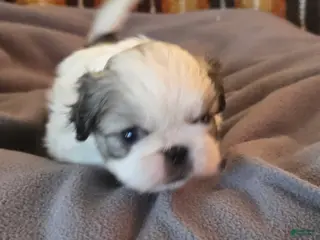 Pekingese dogs Puppy 3 - Ad 10