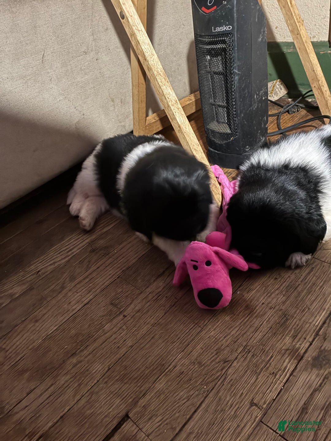 Newfoundland dogs for sale: Newfoundland Puppy 3 - Ad 23