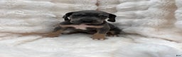 Great Dane dogs for sale: Smarty  - Ad 2