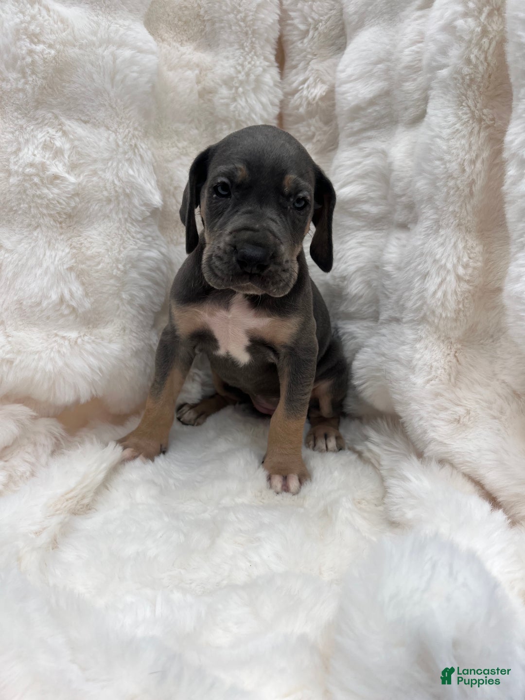 Great Dane dogs for sale: Smarty  - Ad 2